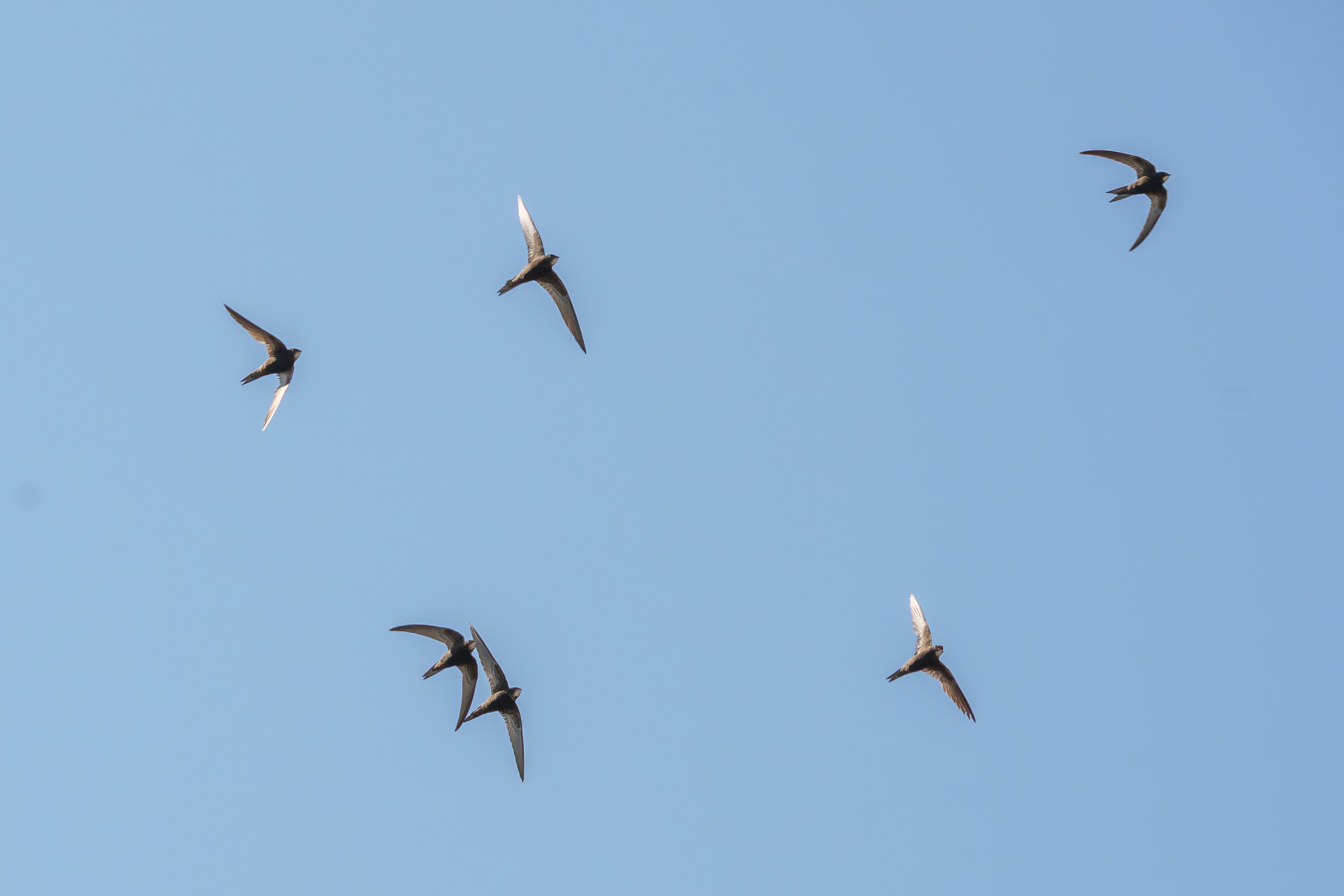 Mauersegler im Flug